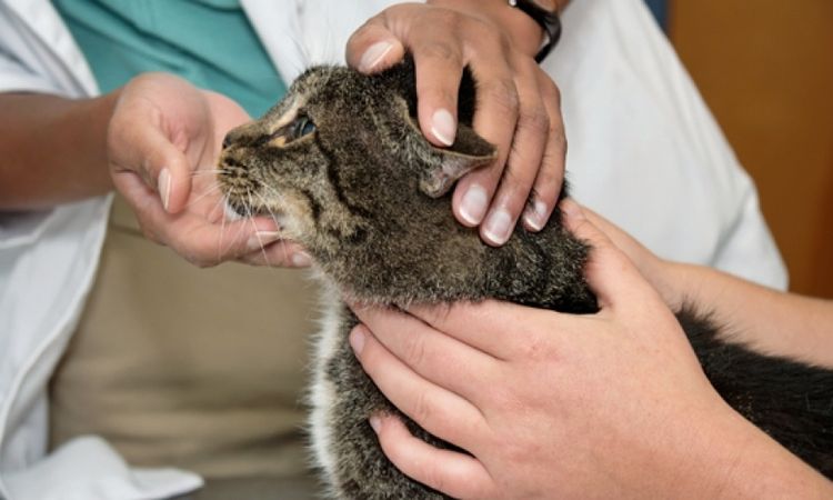 Examen del gato
