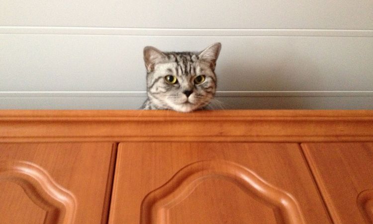 Gato en el armario