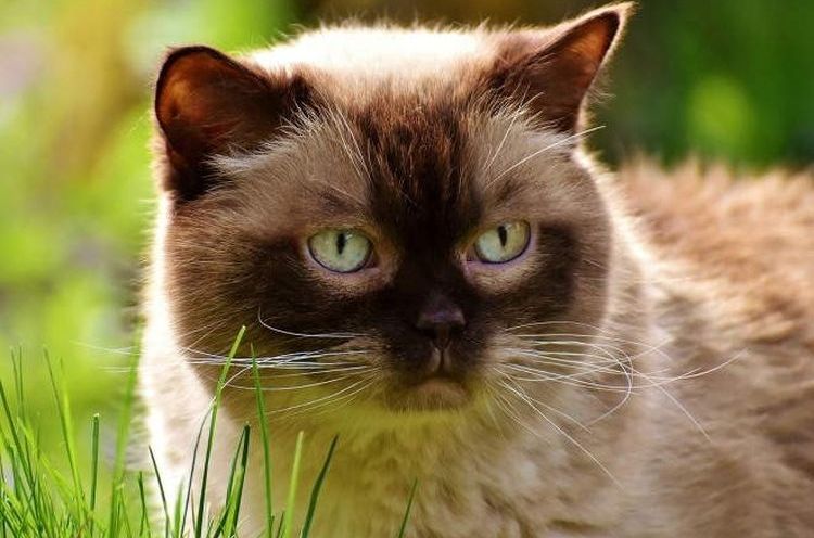 Hemobartonelosis en gatos