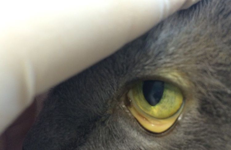 Hemobartonelosis en gatos: síntomas