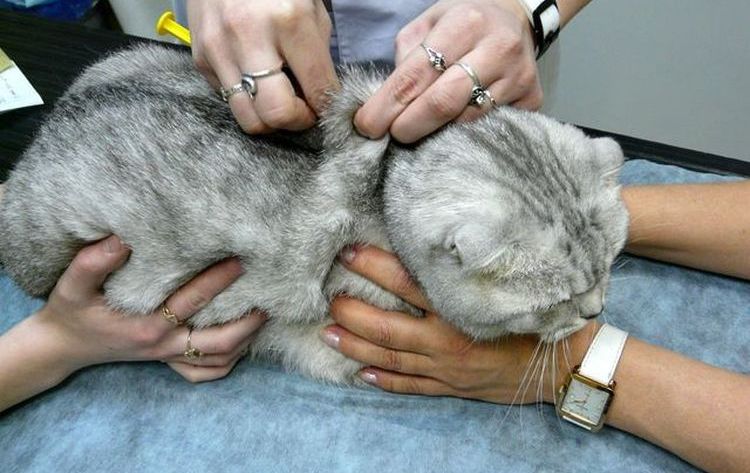 Tratamiento de la hemobartonelosis en gatos