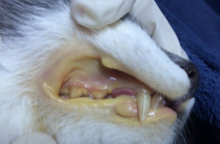 Hemobartonelosis en gatos: síntomas