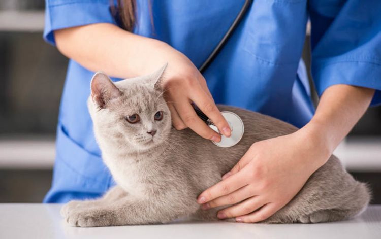 Gato en el veterinario