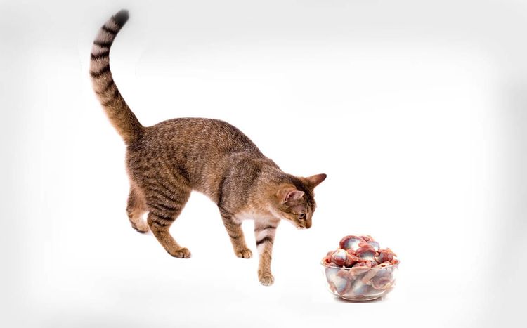 El gato y los estómagos de pollo