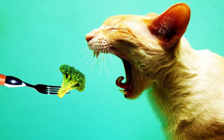 Alimentación hipoalergénica para el gato