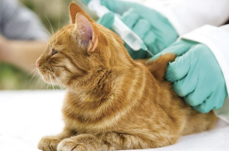 Inyección de glucosa a un gato