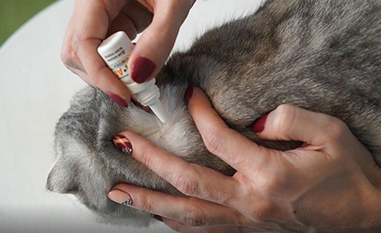 Tratamiento del gato con el complejo IN-AP