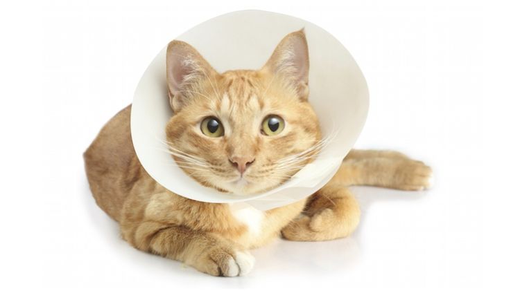 Gata con collar isabelino