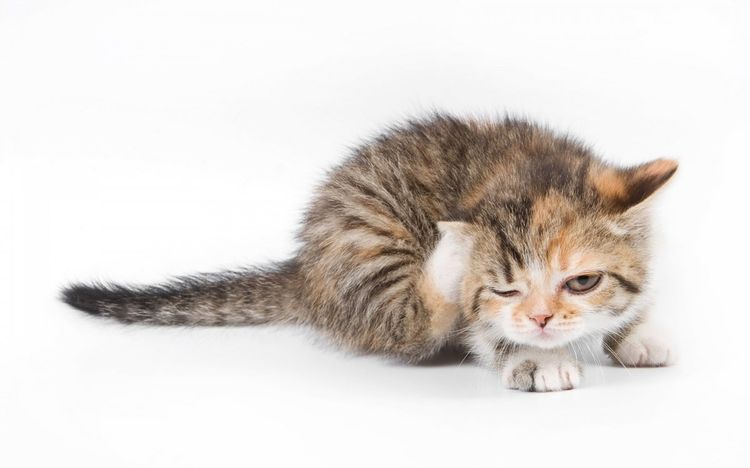 El gatito se rasca