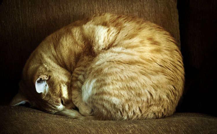 Katze hat sich zusammengerollt