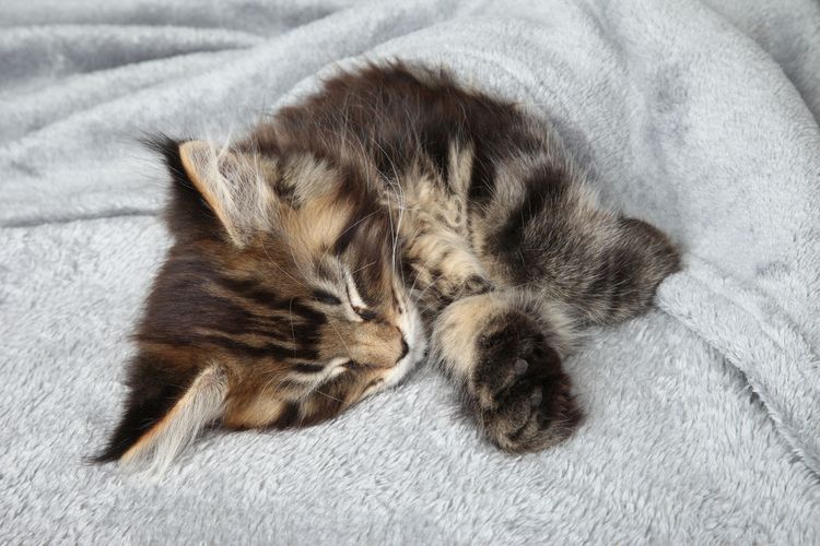 Katze schläft