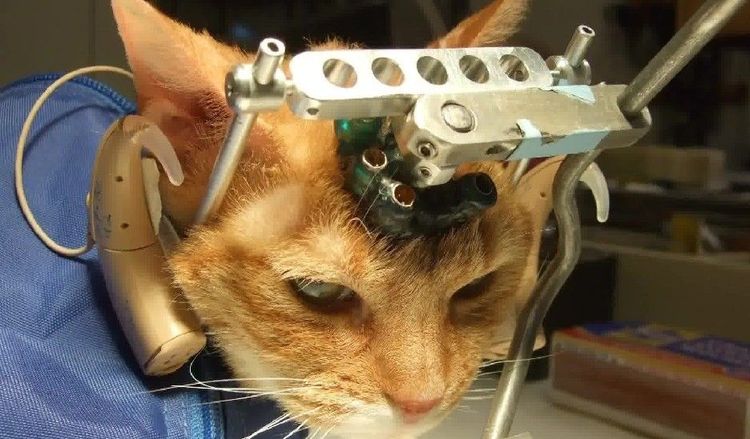 Diagnostik des Schlaganfalls bei der Katze