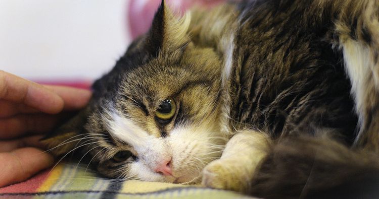 Schlaganfall bei Katzen