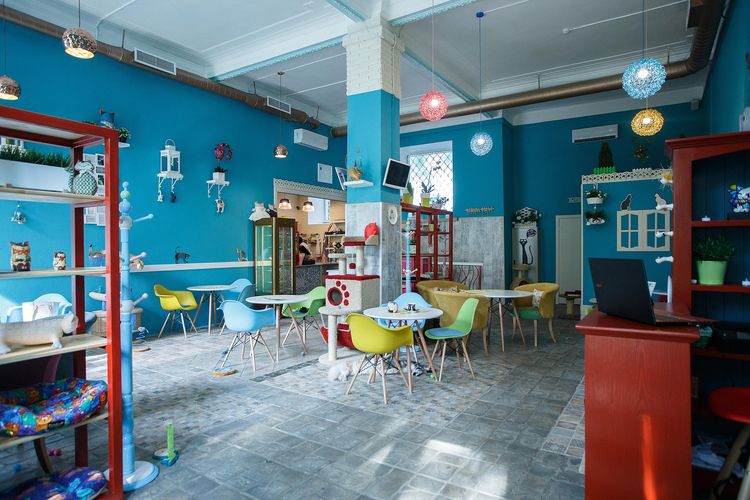 Café Kotomanía (Cats $ Relax Club)