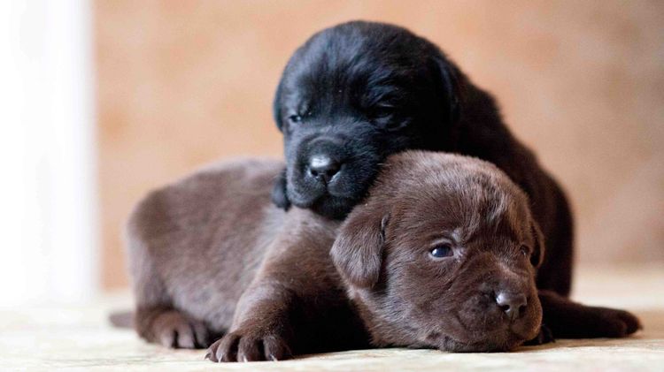 Cachorros