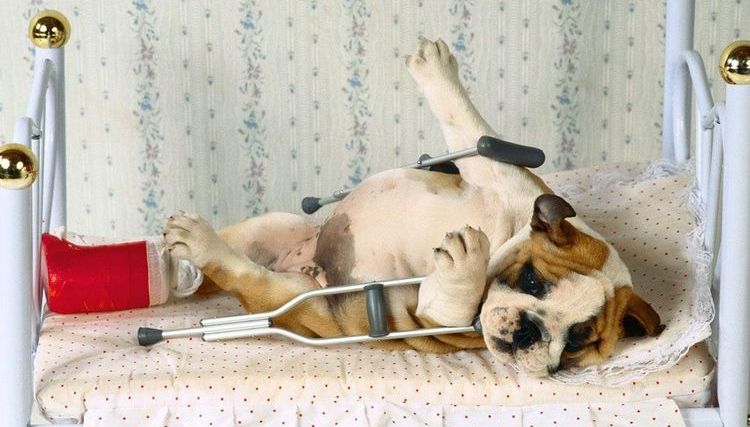 Perro con fractura