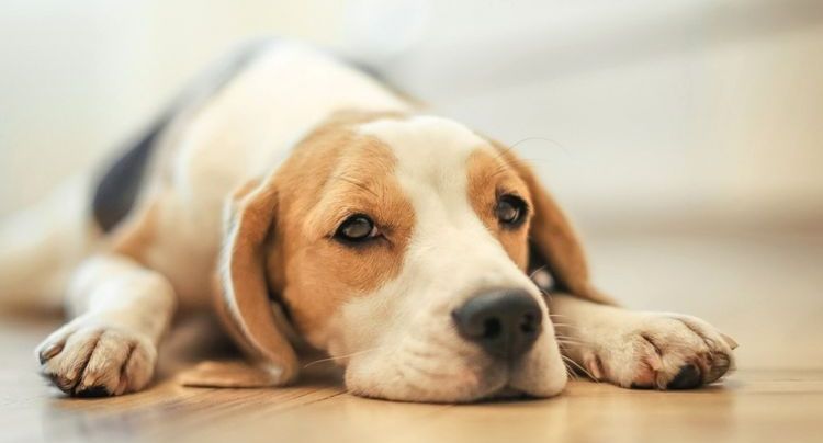 Apatía en el perro