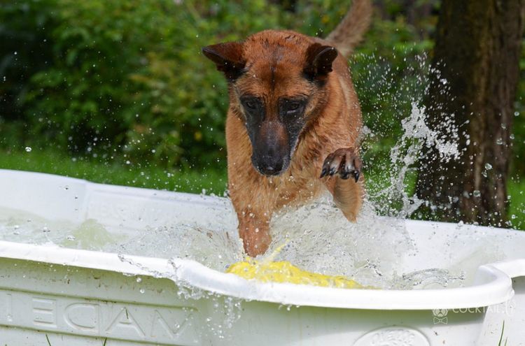 El perro salta a la bañera