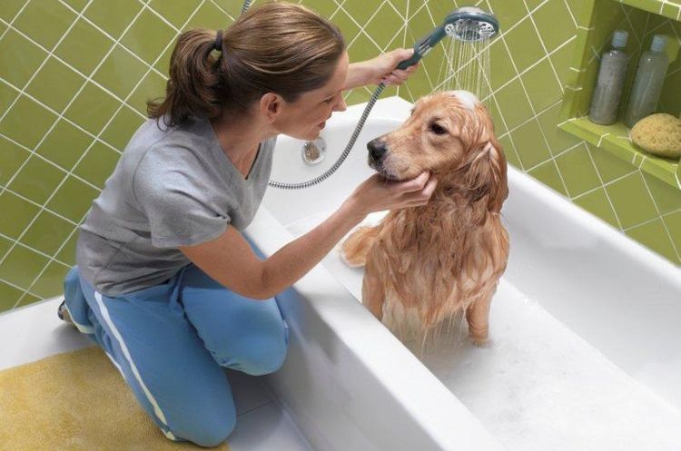 Retriever en la ducha