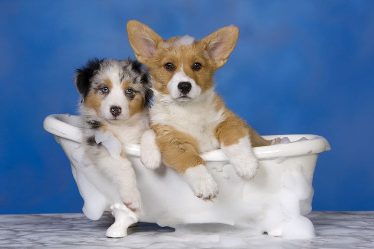 Dos perritos pequeños en el baño