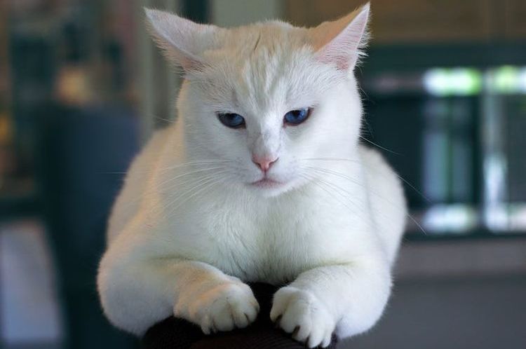 Gata blanca triste