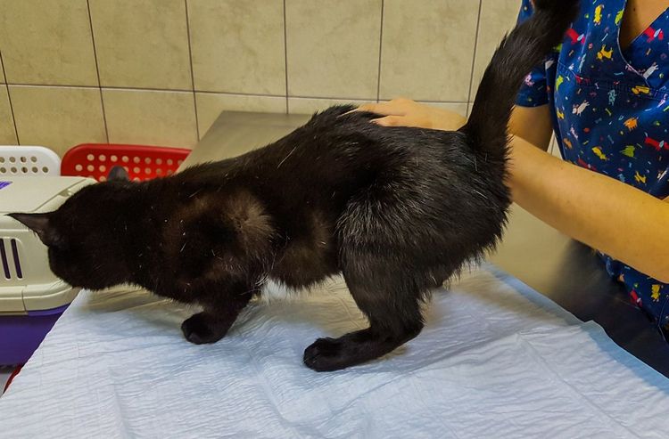 Palpación de la vejiga urinaria en el gato