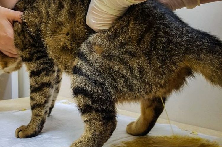 Vaciado manual de la vejiga urinaria del gato