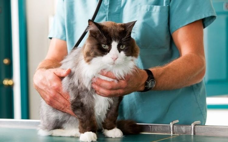 Gato en el veterinario
