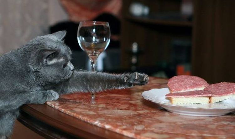 El gato roba salchichón