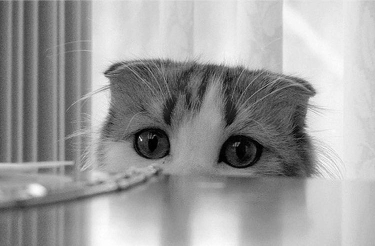 Gatito mirando la mesa