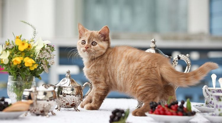 Gatito en la mesa