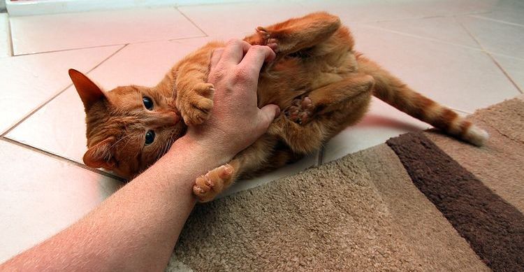 El gato muerde la mano