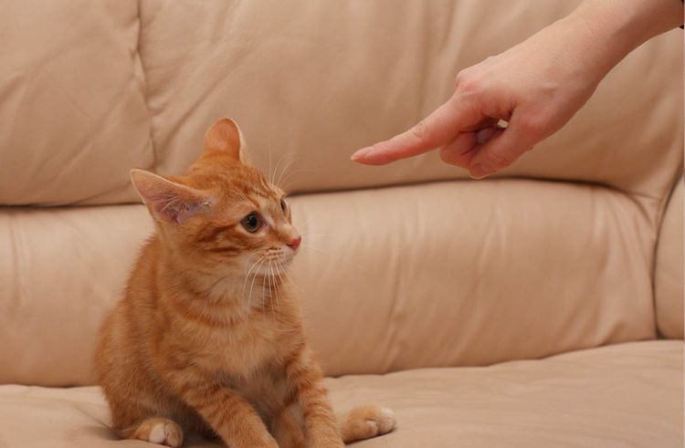 Castigo para el gato
