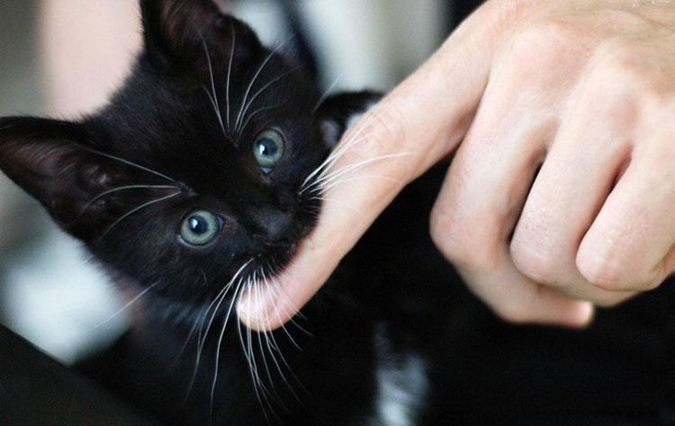 Cómo enseñar a un gato a no morder