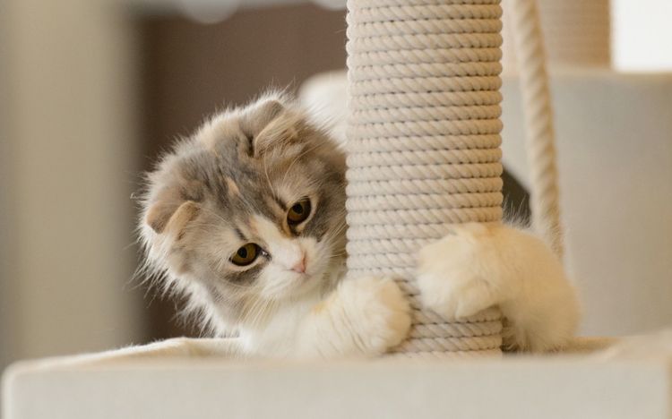 El gatito y el rascador