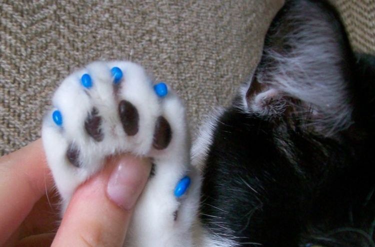 Protectores de uñas en el gato