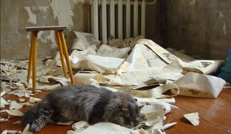 El gato y el papel pintado