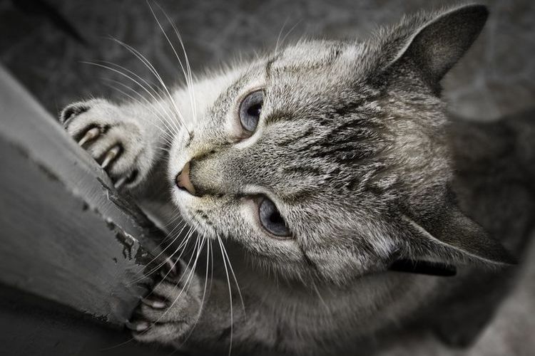 El gato afila sus uñas en la puerta