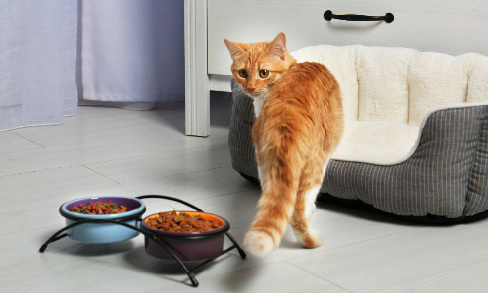 El gato y el alimento seco