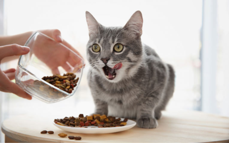 Alimentación de un gato con pienso seco