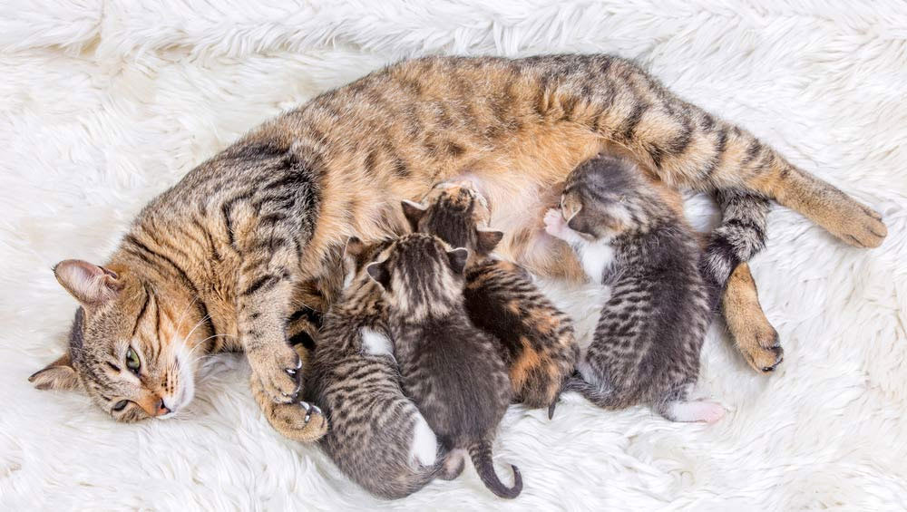 gata con gatitos