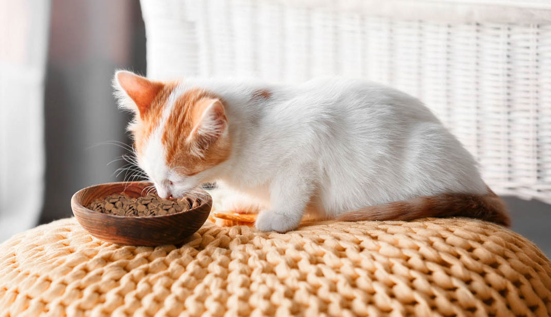gatito y comida seca