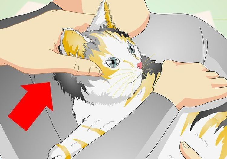 Medición de la temperatura a un gato con termómetro de oído