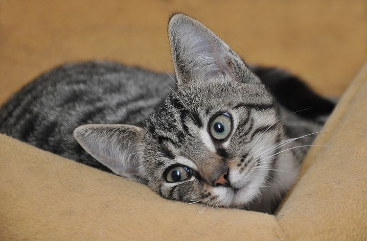 Gato en una caja