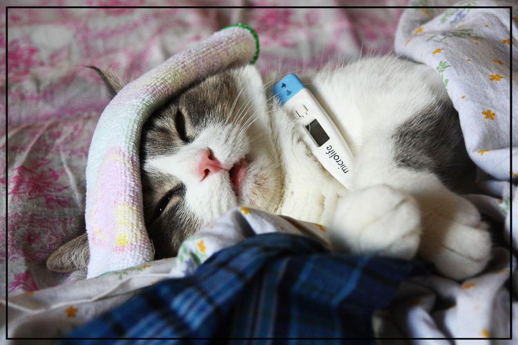Gato con termómetro