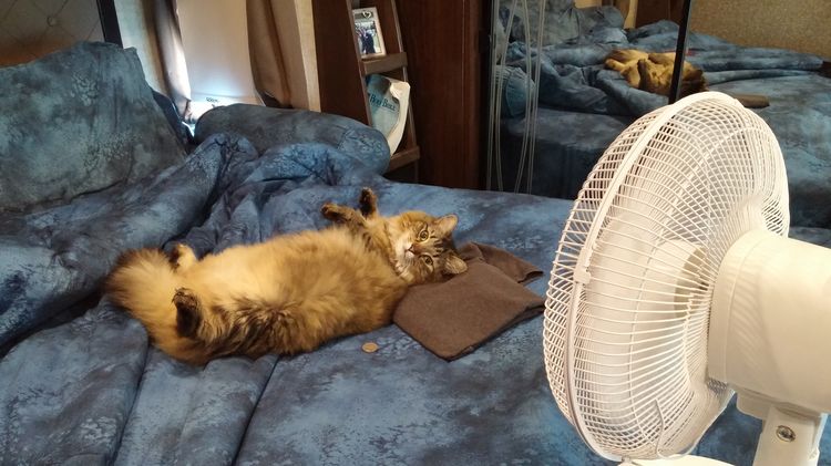 Gato bajo el ventilador