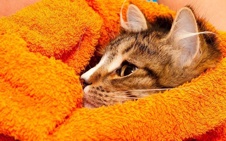 Gato envuelto en una toalla
