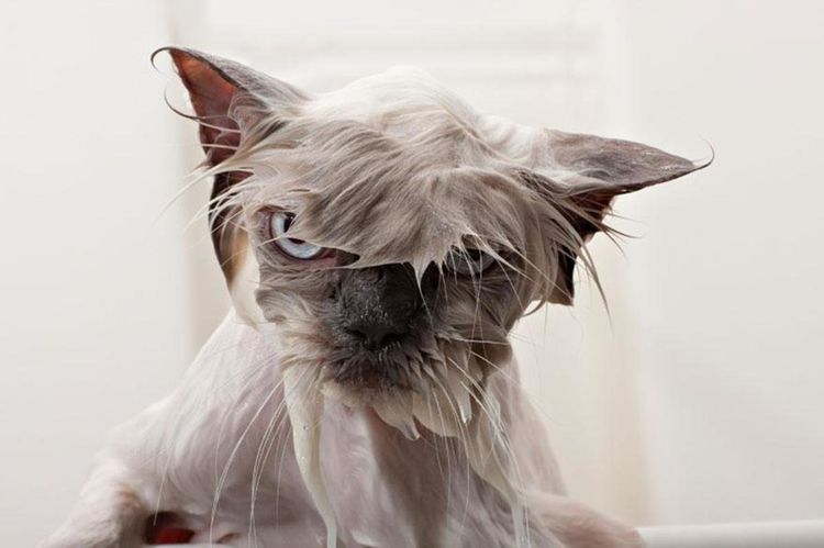 Gato mojado y disgustado