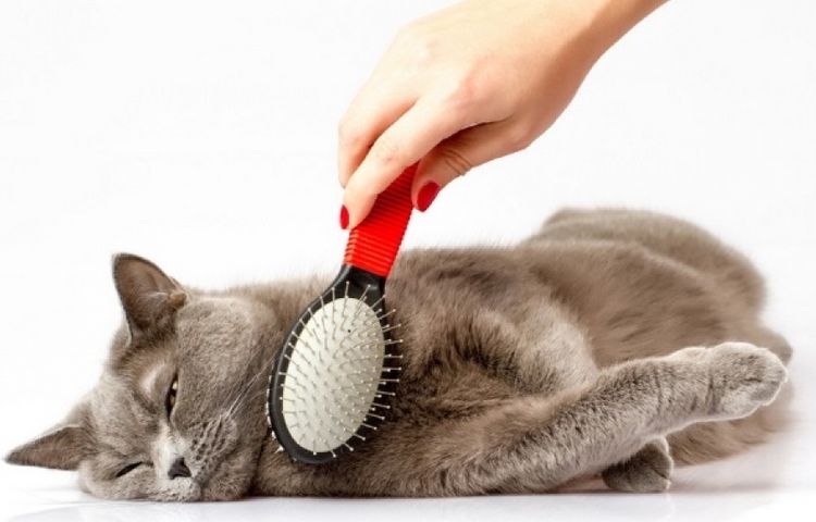 Cepillado del gato