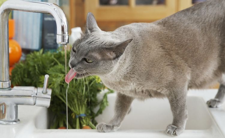 El gato bebe del grifo